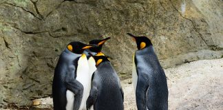 Having Problems Reading Social Cues