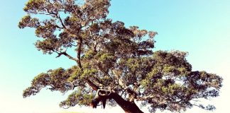 5 Steps To Develop and Become a Grounded Man How To Develop & Improve Your Grounding